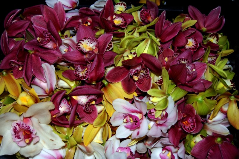 Dekorace orchidej